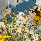 TASHA – YOU ARE SPRING (YELLOW WILDFLOWER) - LP •
