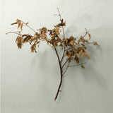 COPELAND – IN MOTION (20TH ANNIVERSARY TRUFFLE VINYL) - LP •