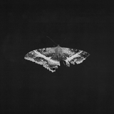 LAMAR,KENDRICK – TO PIMP A BUTTERFLY (10 YEAR ANNIVERSARY GRAPHITE VINYL) - LP •