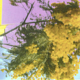 FOUR TET – INTO DUST (STILL FALLING) - LP •