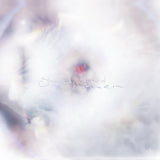 GLIXEN – SHE ONLY SAID (FRUIT PUNCH VINYL) - LP •